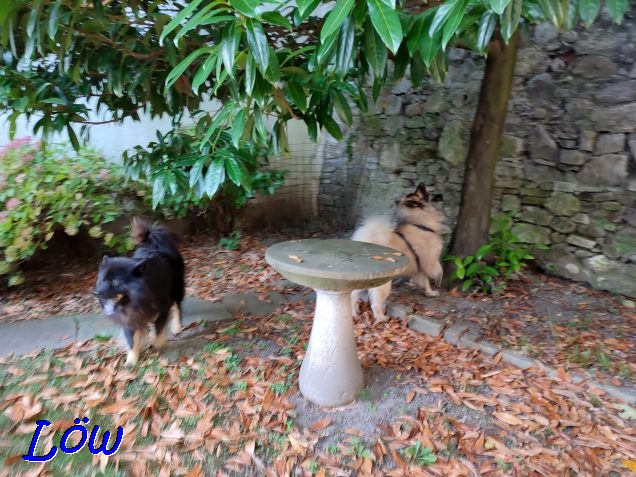 31.10.2022 - Feind von oben
